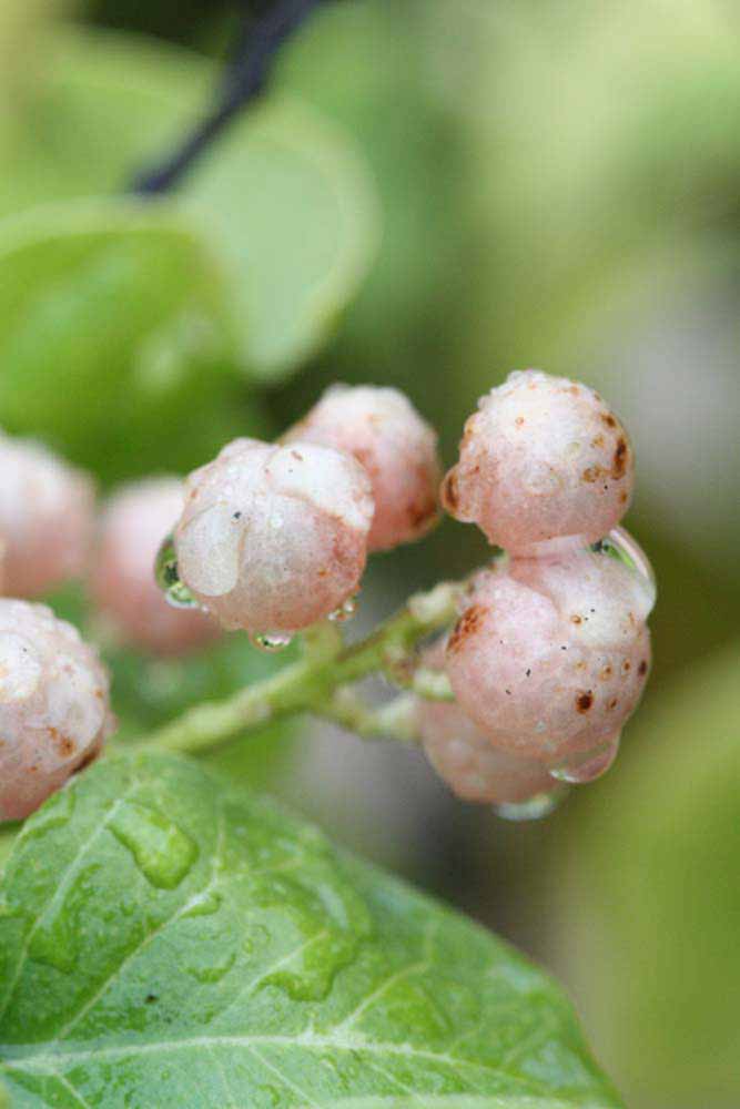              Fruit (Riverside, CA)       